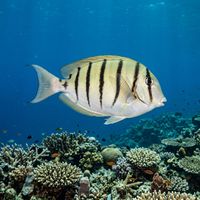 Convict Surgeonfish