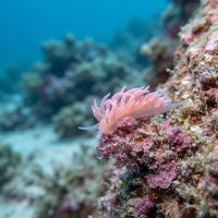 Coral Nudibranch