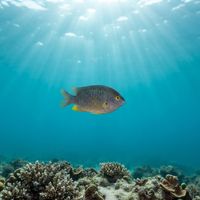 Adult Coral Sea Gregory, a small dark brown damselfish, hovering close to a rocky reef.