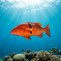 Coral Trout