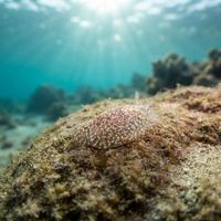 Corambe Pacifica