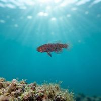 Liechtenstein's Goby