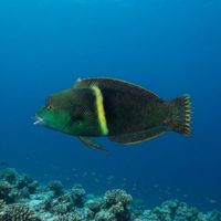 Adult clown wrasse with a bulbous head, green scribbled markings and pale body over a coral reef.