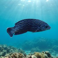 Adult Doubleheader wrasse with a bulbous head and blue-green body over a temperate rocky reef.