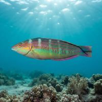Tailspot Wrasse