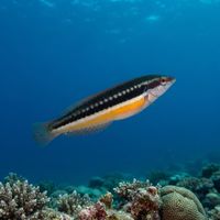 Adult Mediterranean rainbow wrasse with an orange and blue zigzag stripe swimming low over a rocky Mediterranean reef.