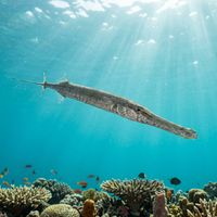 Bluespotted Cornetfish, a long slender silver-blue fish with iridescent blue spots and a whip-like tail filament, hovering near a coral reef.