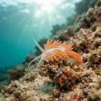 Coryphella chriskaugei