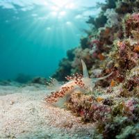 Coryphella cooperi