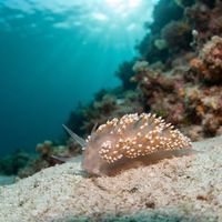 Coryphella verrucosa nudibranch with slender white body and orange-tipped cerata on dark rock.