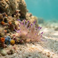 Coryphellina lotos