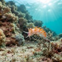 Coryphellina Poenicia