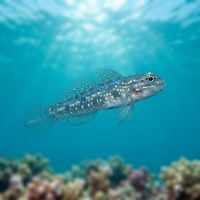 Bridled Goby