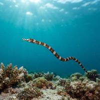 Brown-banded Pipefish