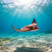 Cownose Ray