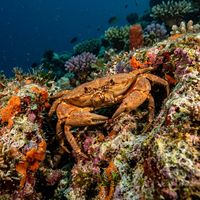 Crab (Brachyura spp.) on a coral reef