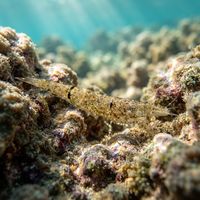 Brown shrimp with a mottled sandy-grey body resting half-buried on a sediment seabed.