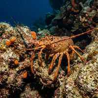 Crayfish clinging to a rocky reef, showing spiny reddish-orange carapace and long antennae, in cool temperate water.