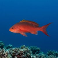 Creolefish
