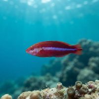 Small crimson cleaner wrasse with a reddish body swimming close to a rocky reef in cool green water.