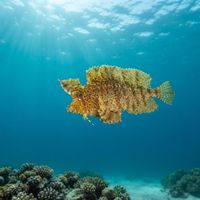 Crested Weedfish