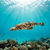 Crocodilefish lying flat on a sandy reef bottom, its mottled brown and beige body blending into the substrate.