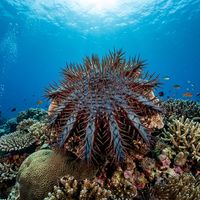 Crown of Thorns Sea Star with long venomous spines and mottled grey-brown colouring spread across a coral reef.