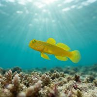 Adult banded prawn goby with orange-yellow body and pale blue bands hovering above a sandy burrow entrance.