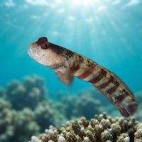 Pink-speckled shrimpgoby hovering over its sandy burrow entrance on a coral reef slope.