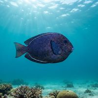 Blue-spotted Bristletooth