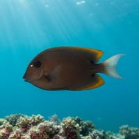 Tomini Surgeonfish
