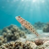 Gold-streaked Prawn-goby