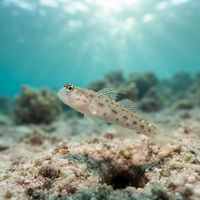 Thread Shrimpgoby