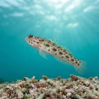 Gold-specked Prawn-goby