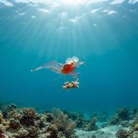 Mushroom Coral Shrimp