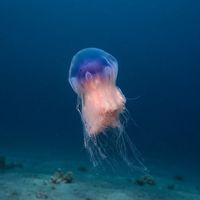 Blue Jellyfish