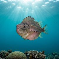 Adult lumpfish with a round, warty grey-green body clinging to a rock in cold, dim water.