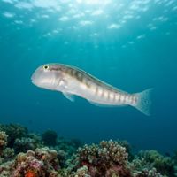 Collared Razorwrasse