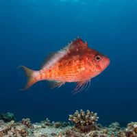 Swallowtail Hawkfish