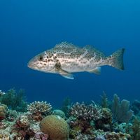 Dusky Morwong