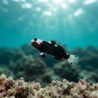 Dancer Shrimp Goby