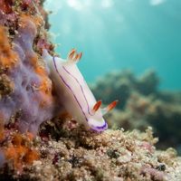 Danielle's Nudibranch