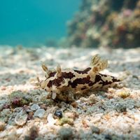 Dappled Pump Dorid