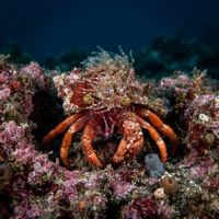 Anemone hermit crab with small anemones attached to its shell, walking over coral rubble at night.