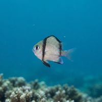 Reticulate Dascyllus