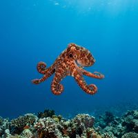 Day octopus with mottled brown and white skin texture clinging to a shallow coral reef, arms spread wide.