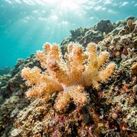 Dead Man's Fingers soft coral colony with pale cream lobed branches and extended white polyps growing on a rocky reef.