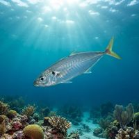 Mackerel Scad