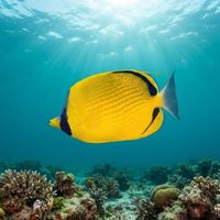 Decorated Butterflyfish