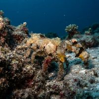Decorator Crab